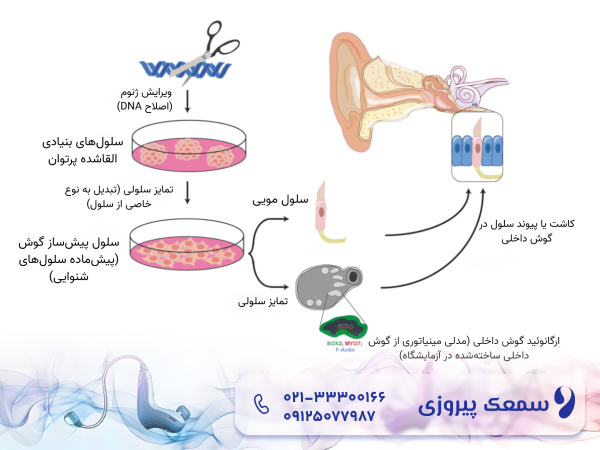 درمان ناشنوایی مادرزادی با تزریق سلول بنیادی
